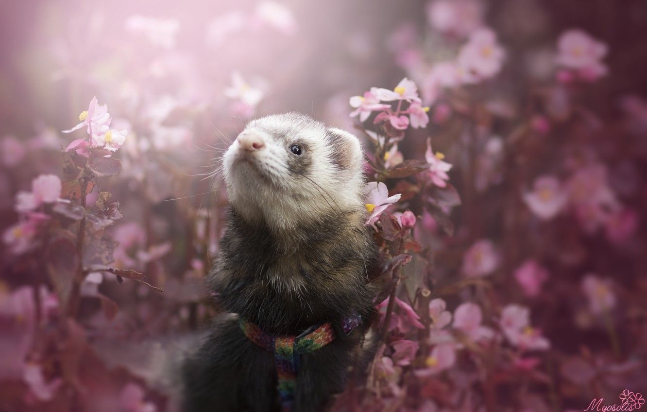 Photo Wallpaper Flowers, Ferret, By Myosotisphoto, HD