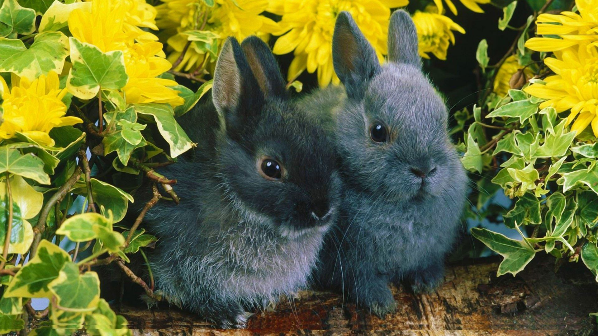 Beautiful Rabbits. Beautiful Rabbit New Picture Desktop HD