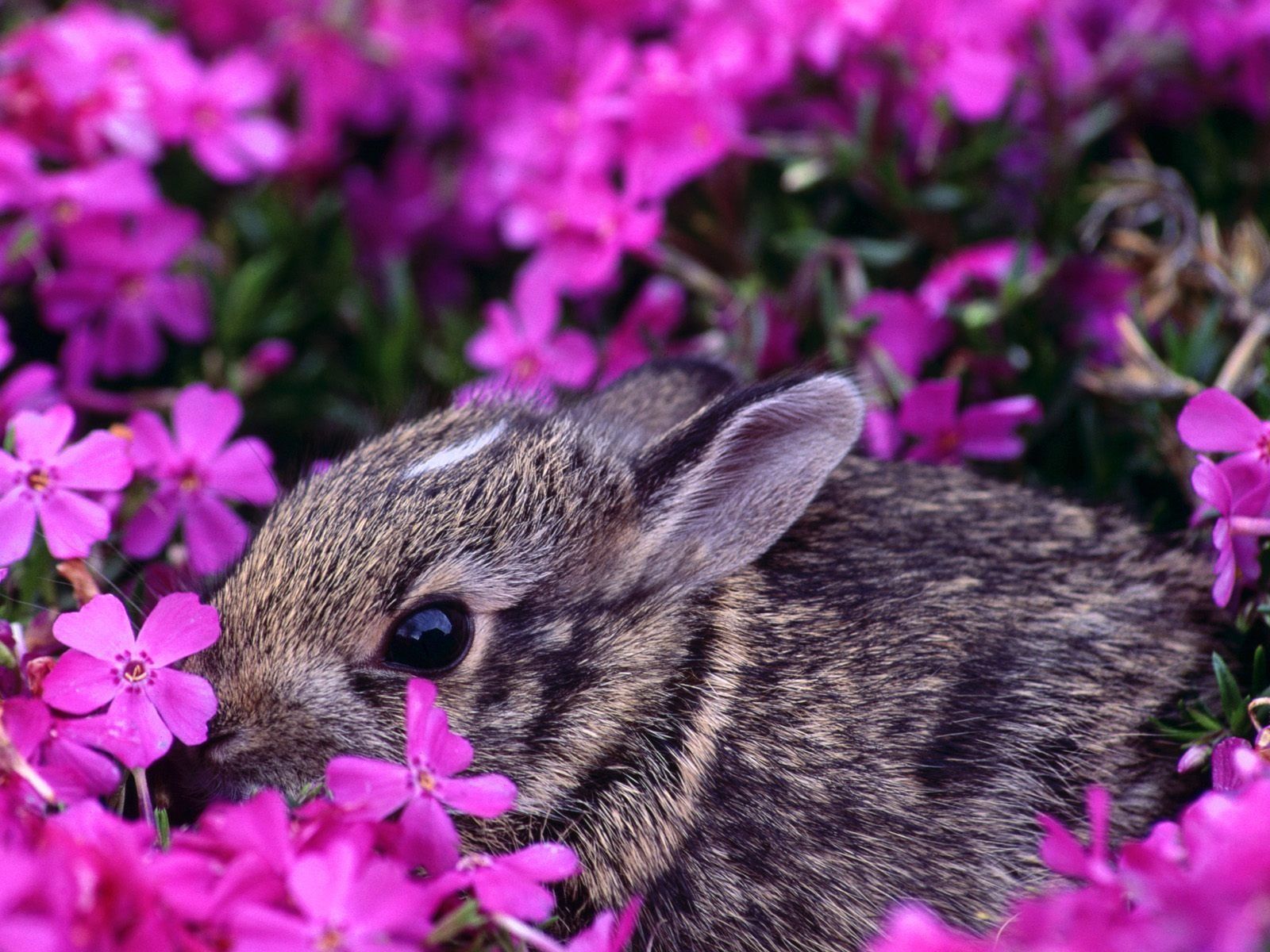 Rabbits In Spring Leaves Wallpapers Wallpaper Cave