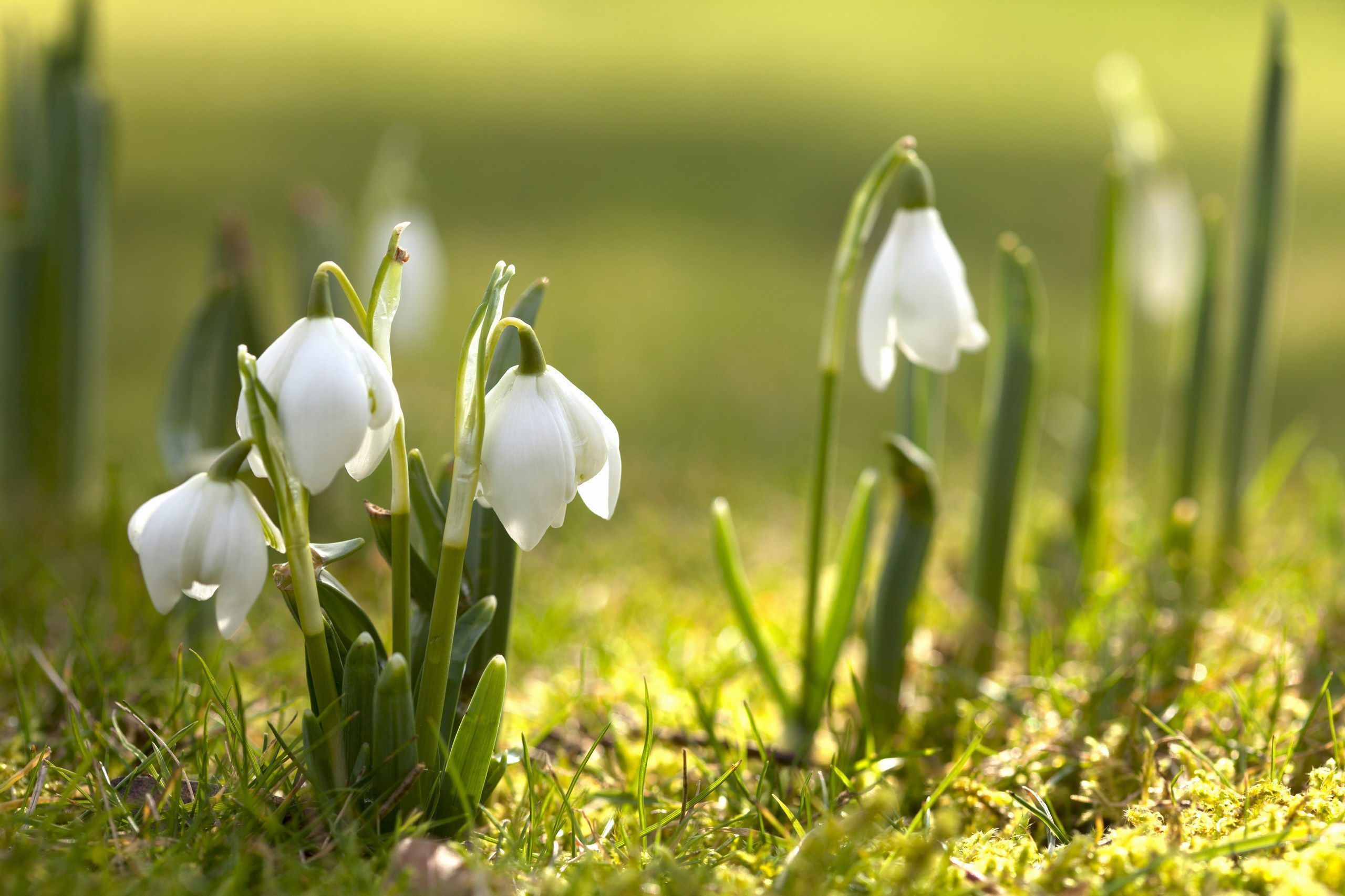 Newest Spring Photo and Picture, Spring 4K Ultra HD Wallpaper