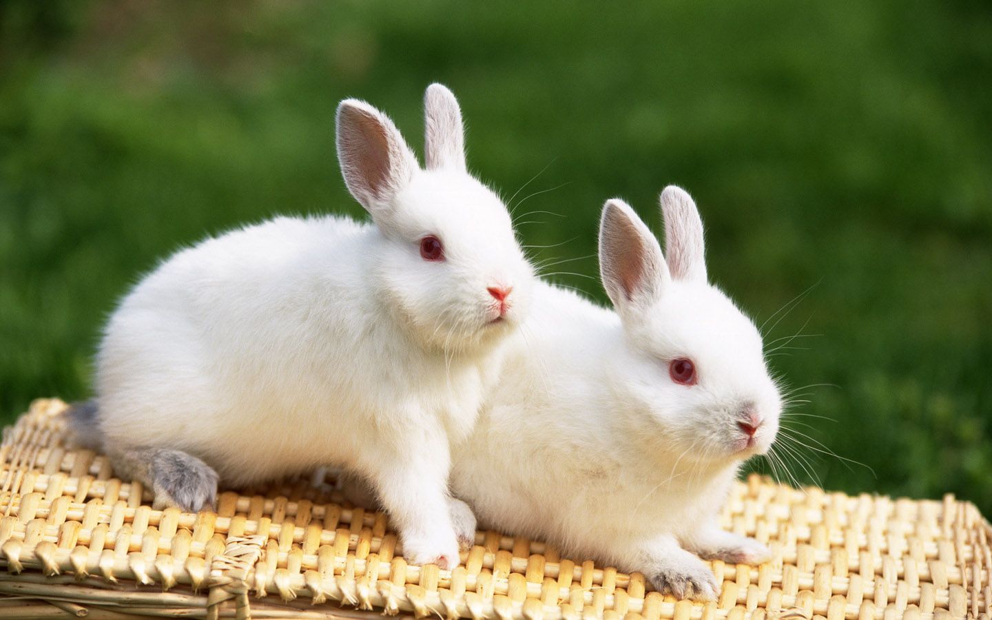 beautiful rabbits in the wild. Beautiful Rabbits Wallpaper