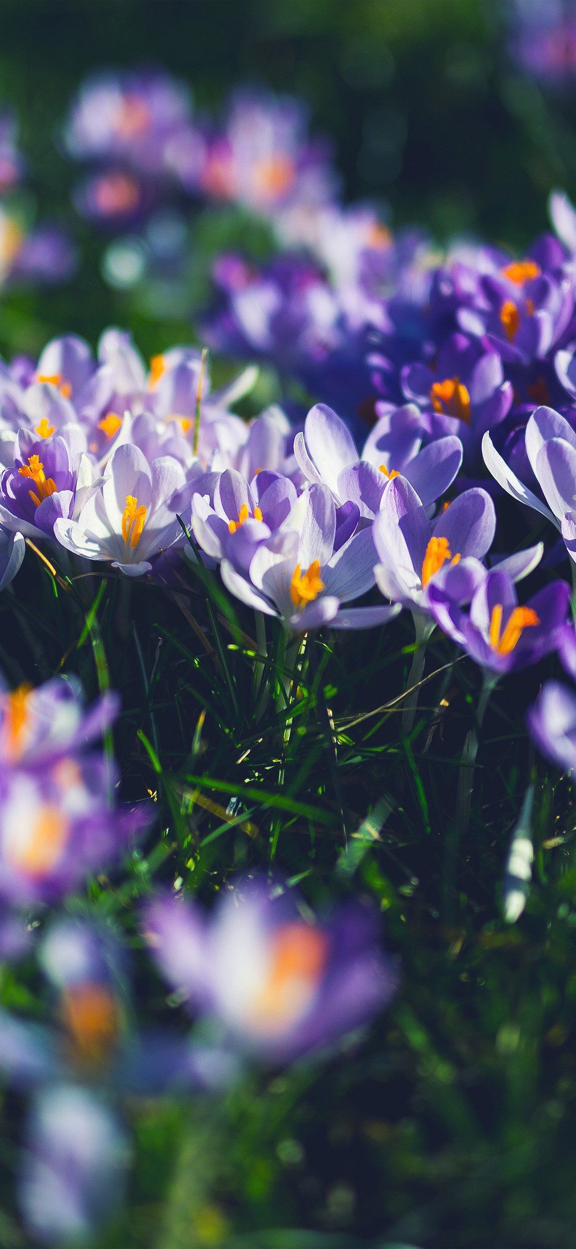 iPhone X wallpaper. flower purple spring nature