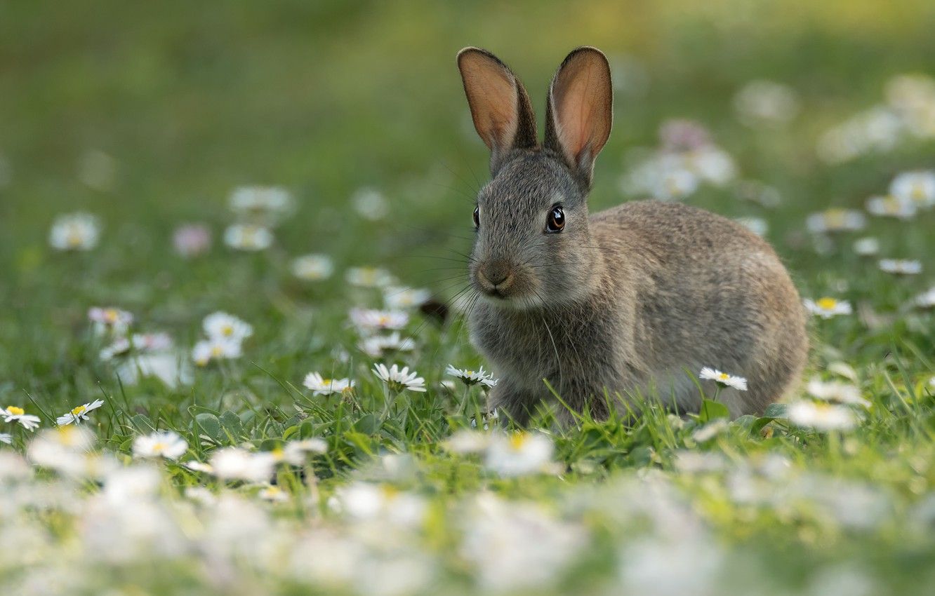 Wallpaper summer, look, flowers, grey, glade, hare, chamomile, spring, rabbit, cute, face, Bunny, rabbit, Daisy, hare image for desktop, section животные