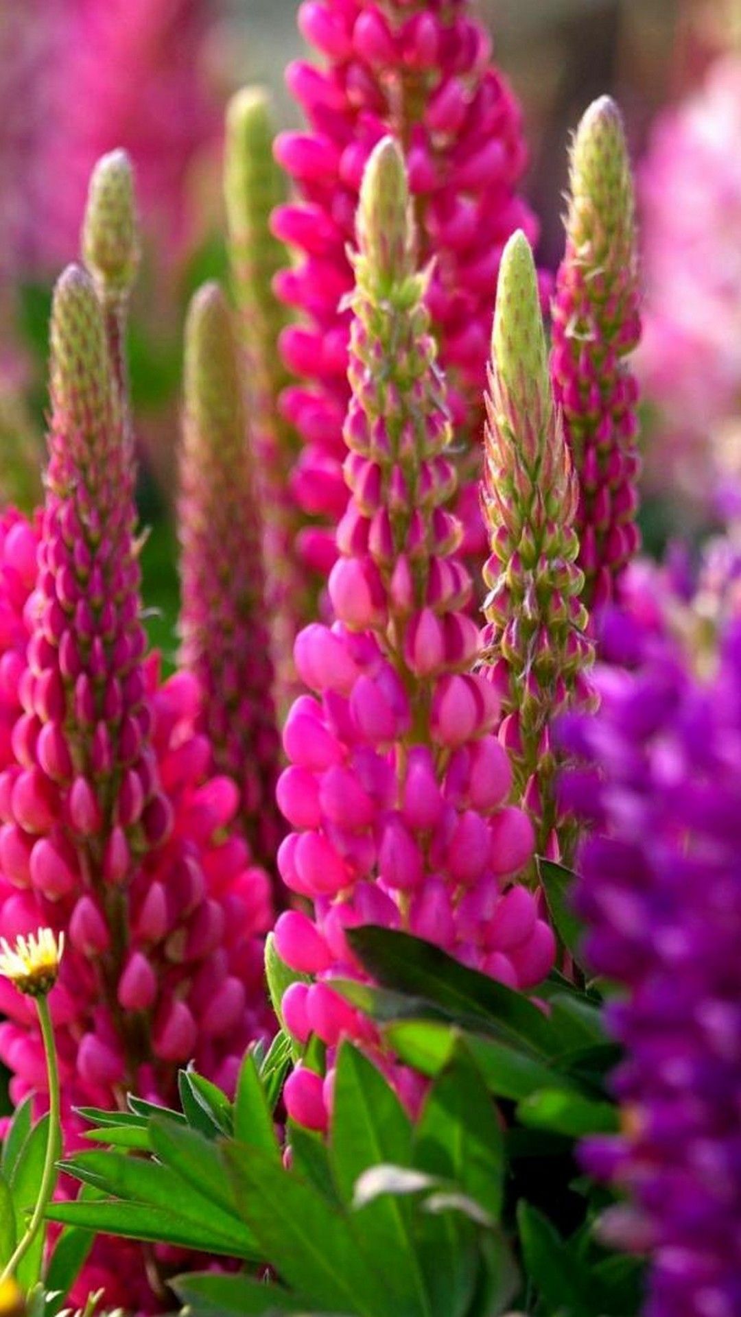 iPhone X Wallpaper Beautiful Spring iPhone Wallpaper