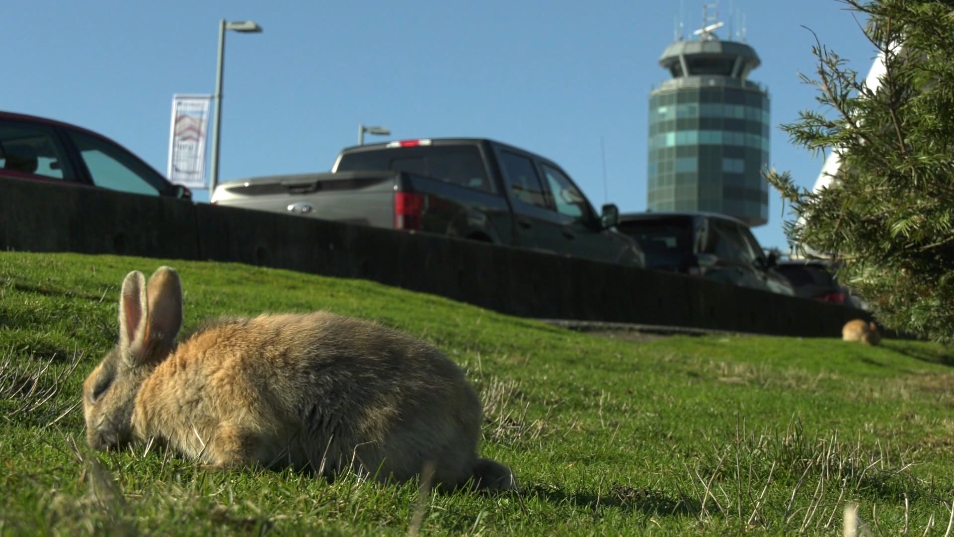 Why one expert believes YVR rabbits could pose a risk to