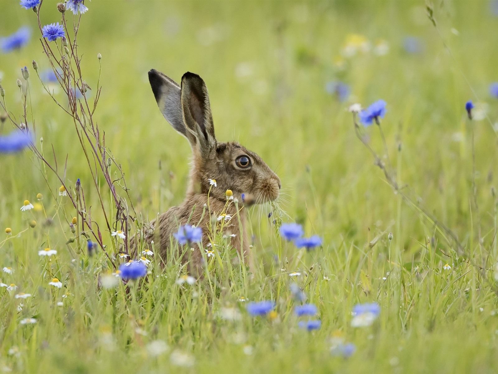 Gray Rabbit, Hare, Grass, Blue Flowers 750x1334 IPhone 8 7 6 6S