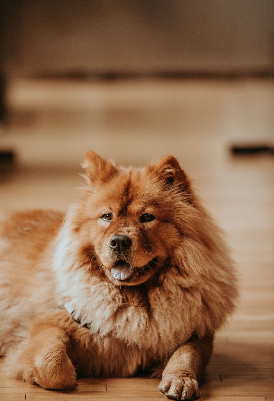 HD wallpaper: Nala, adult brown chow chow laying down on floor, dog, pet, canine