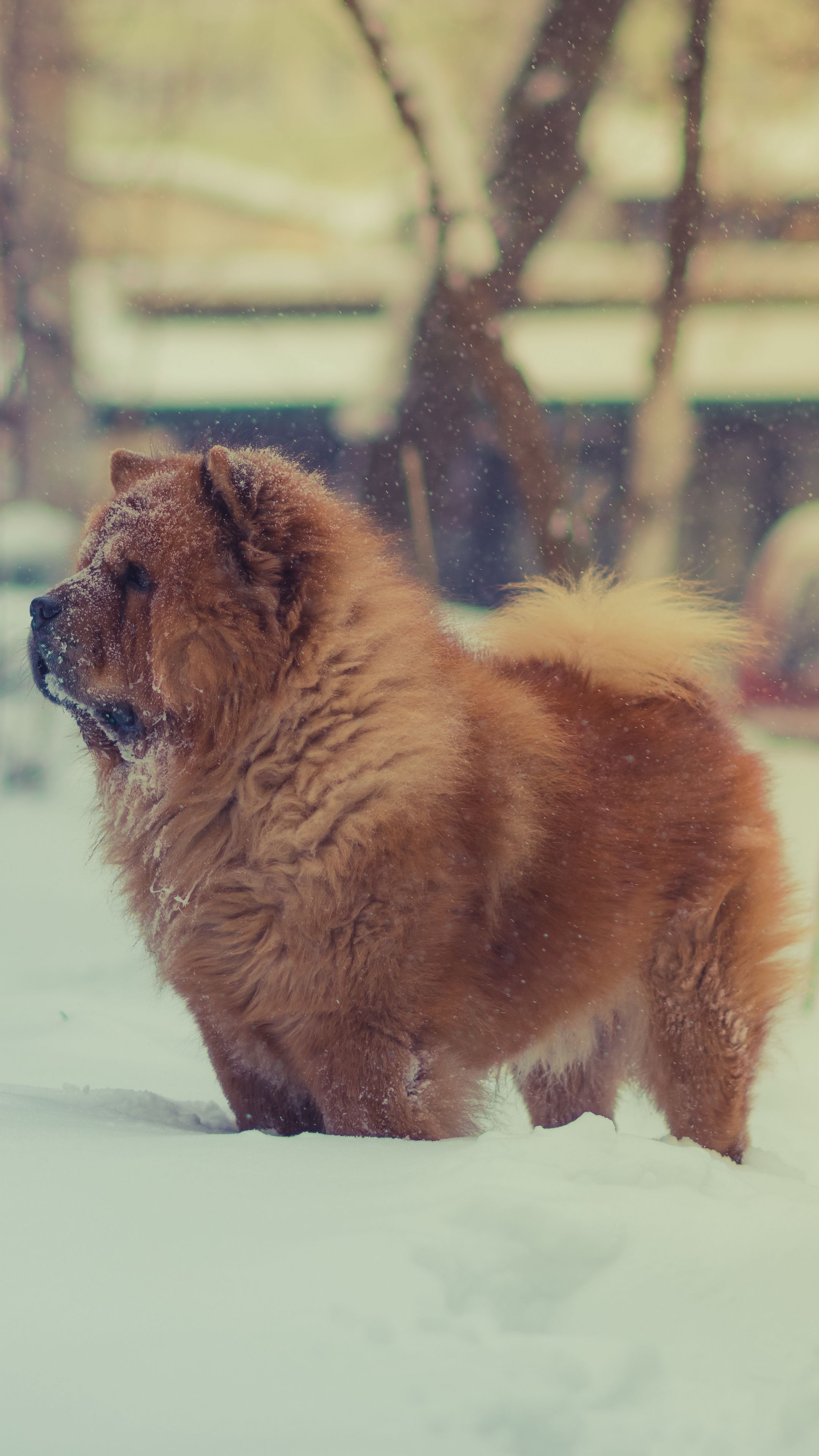 Chow Chow iPhone Wallpapers - Wallpaper Cave