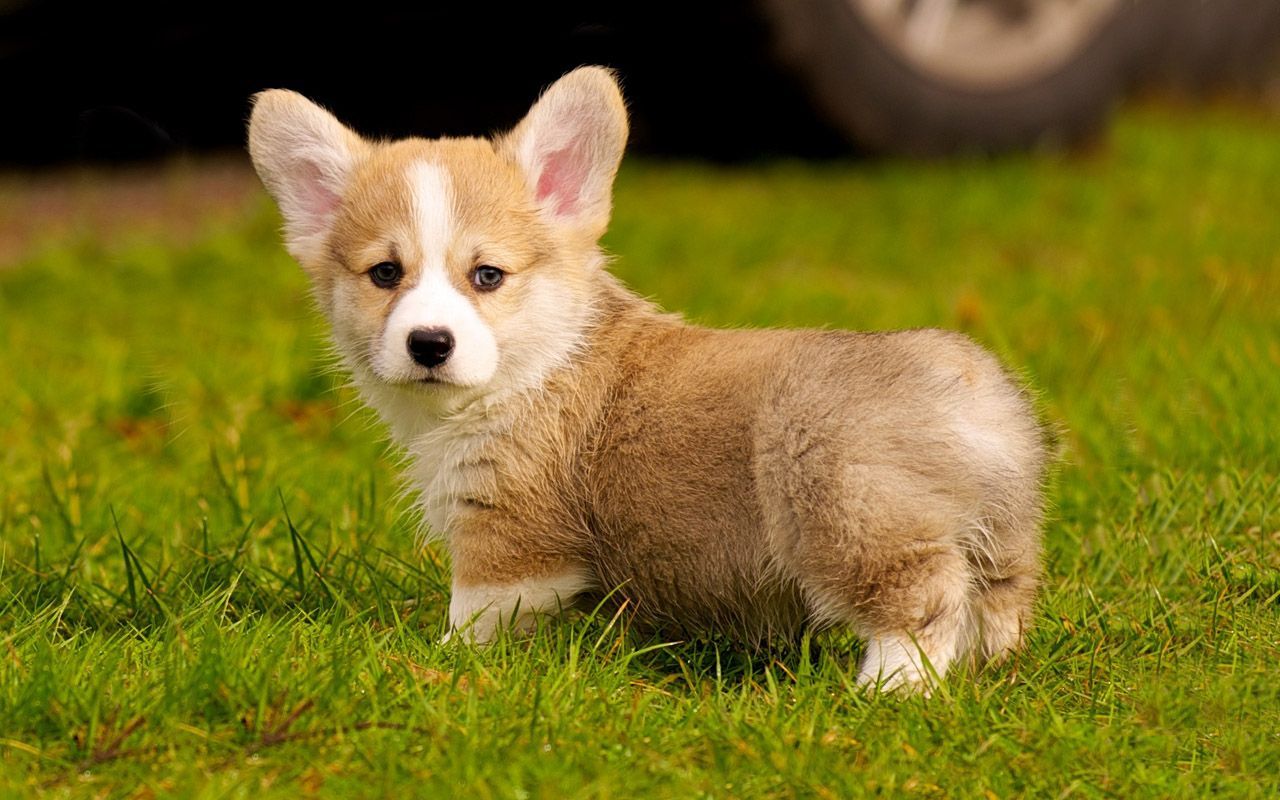 Baby Corgis HD Wallpaper, Background Image. Cute dogs image
