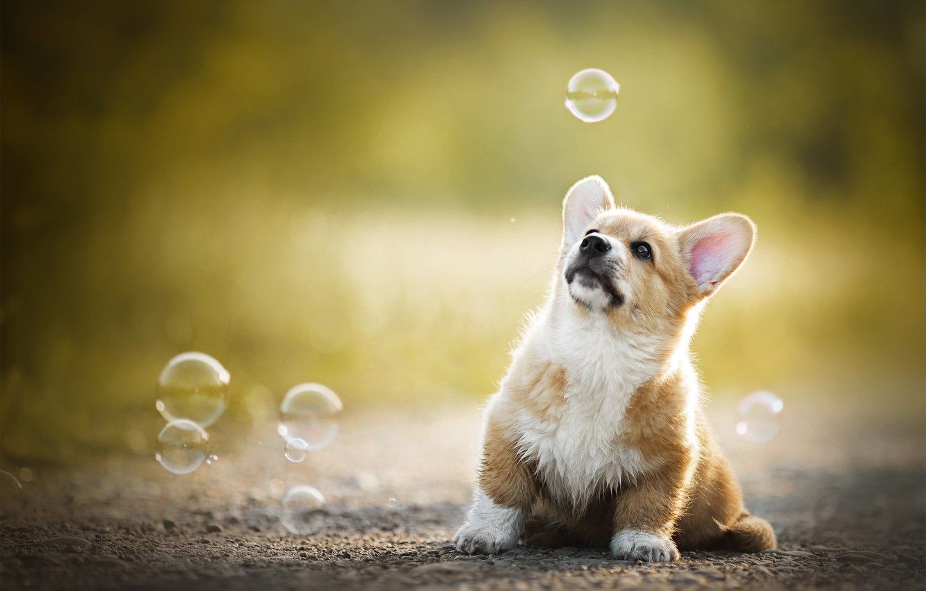 Wallpaper baby, bubbles, puppy, bokeh, doggie, Welsh Corgi image