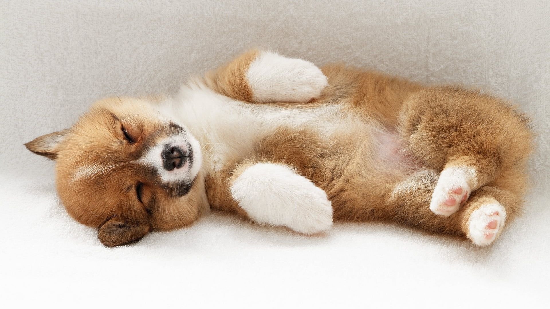Pembroke Welsh Corgi puppy HD wallpaper