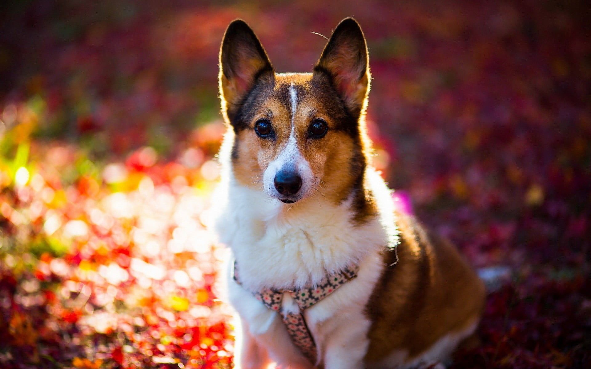 Adult white and brown Corgi HD wallpaper