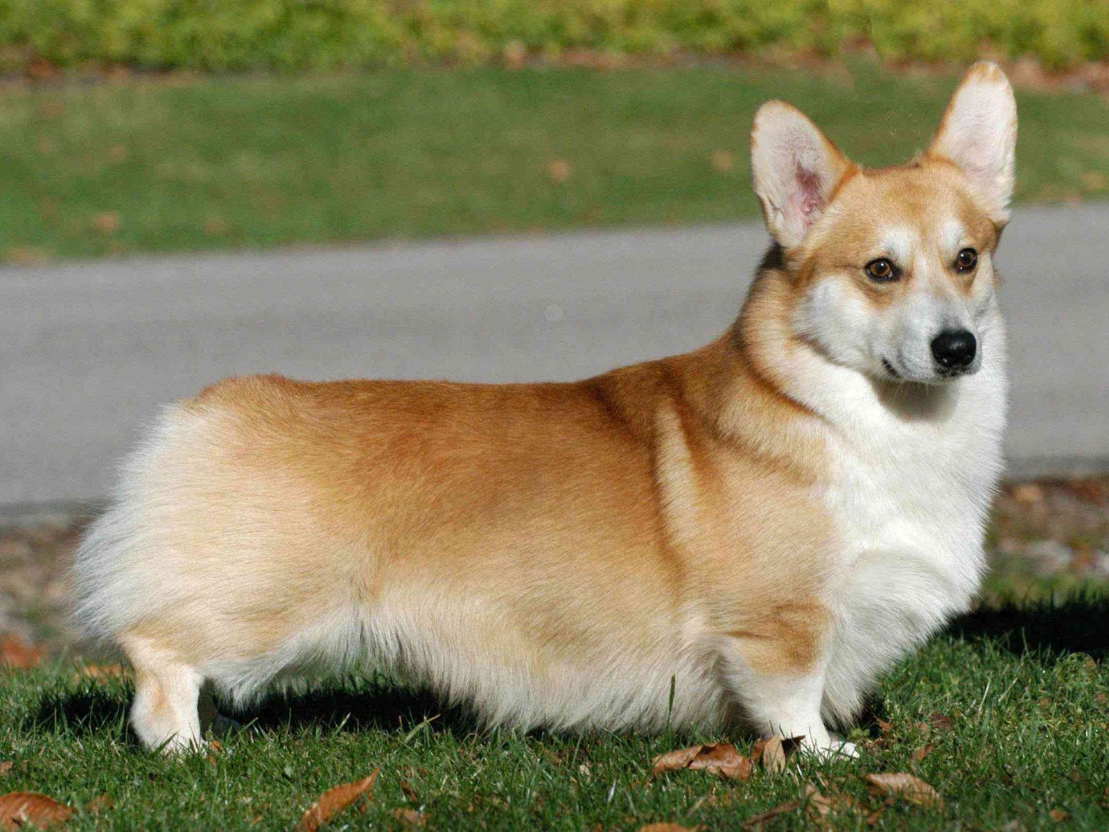 Welsh Corgi. Welsh Corgi 1600x1200 Wallpaper, Welsh Corgi
