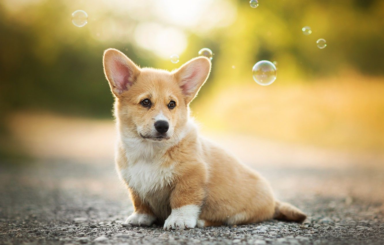 Wallpaper dog, bubbles, puppy, bokeh, Welsh Corgi image