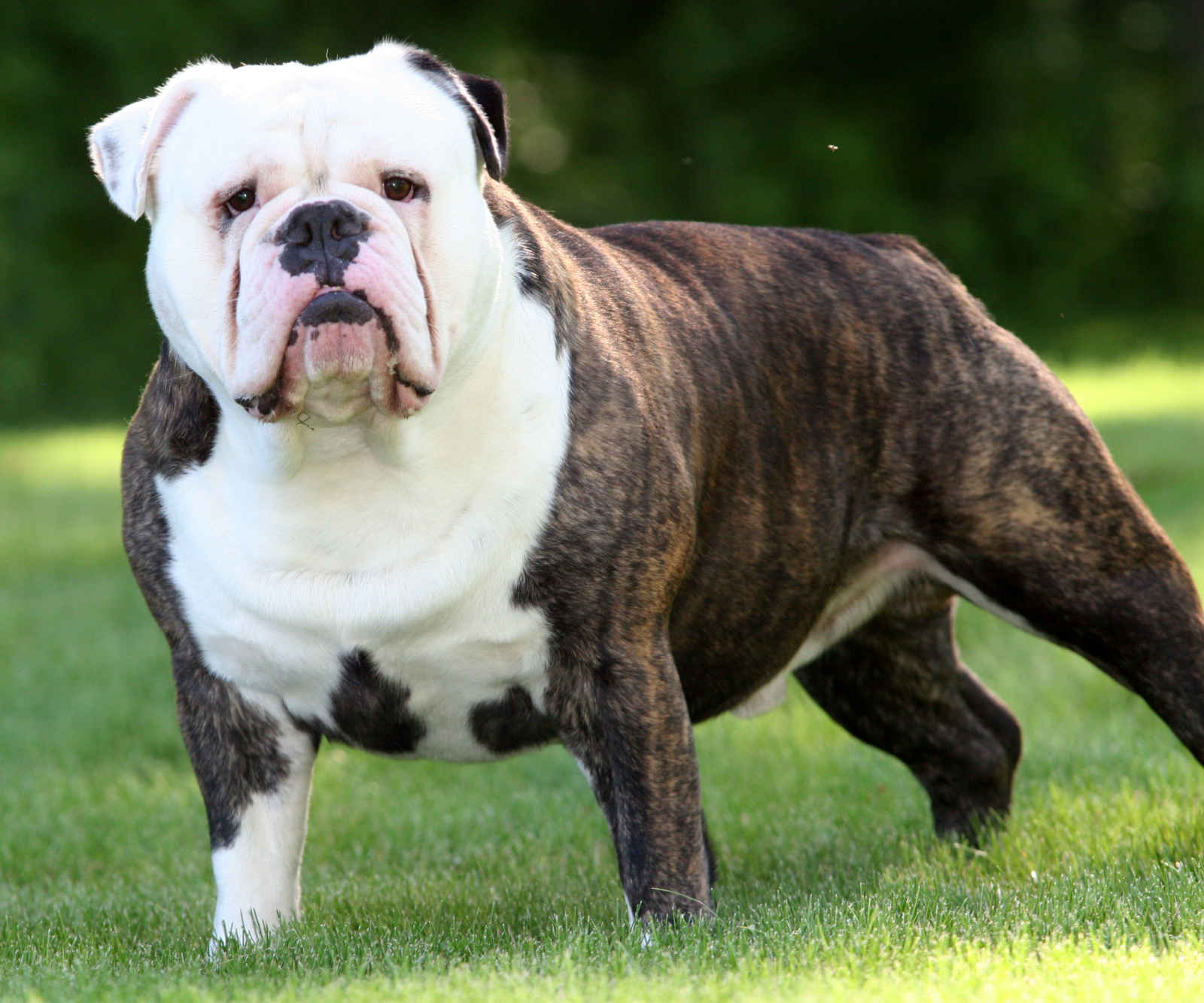 American bulldog mixed with rottweiler. Dogs, breeds