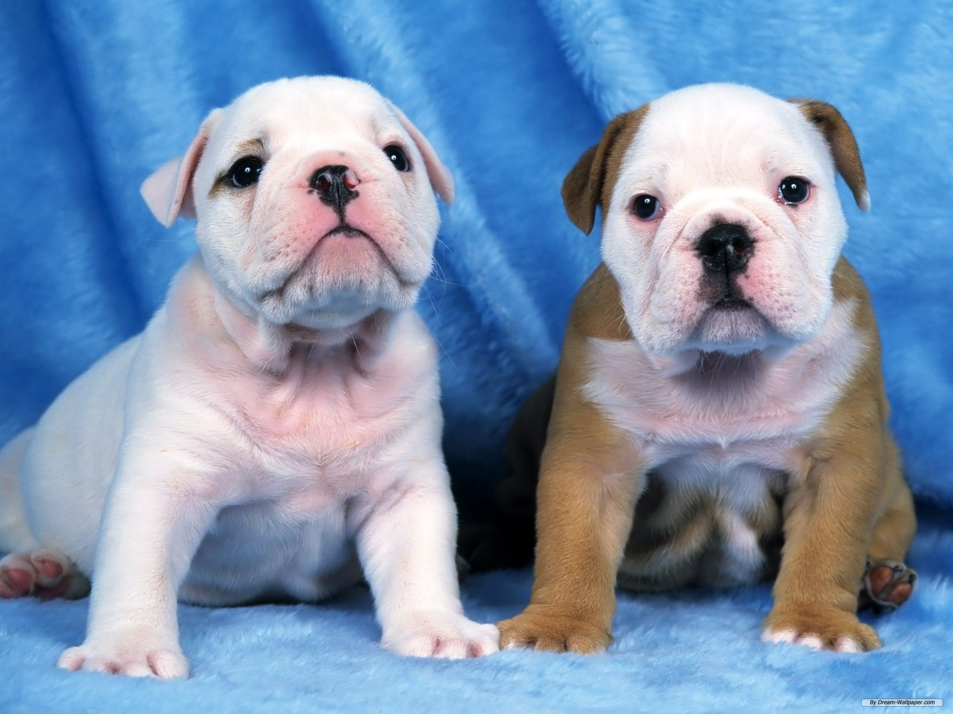 Puppies. Puppies. Victorian bulldog, Bulldog puppies, Cute