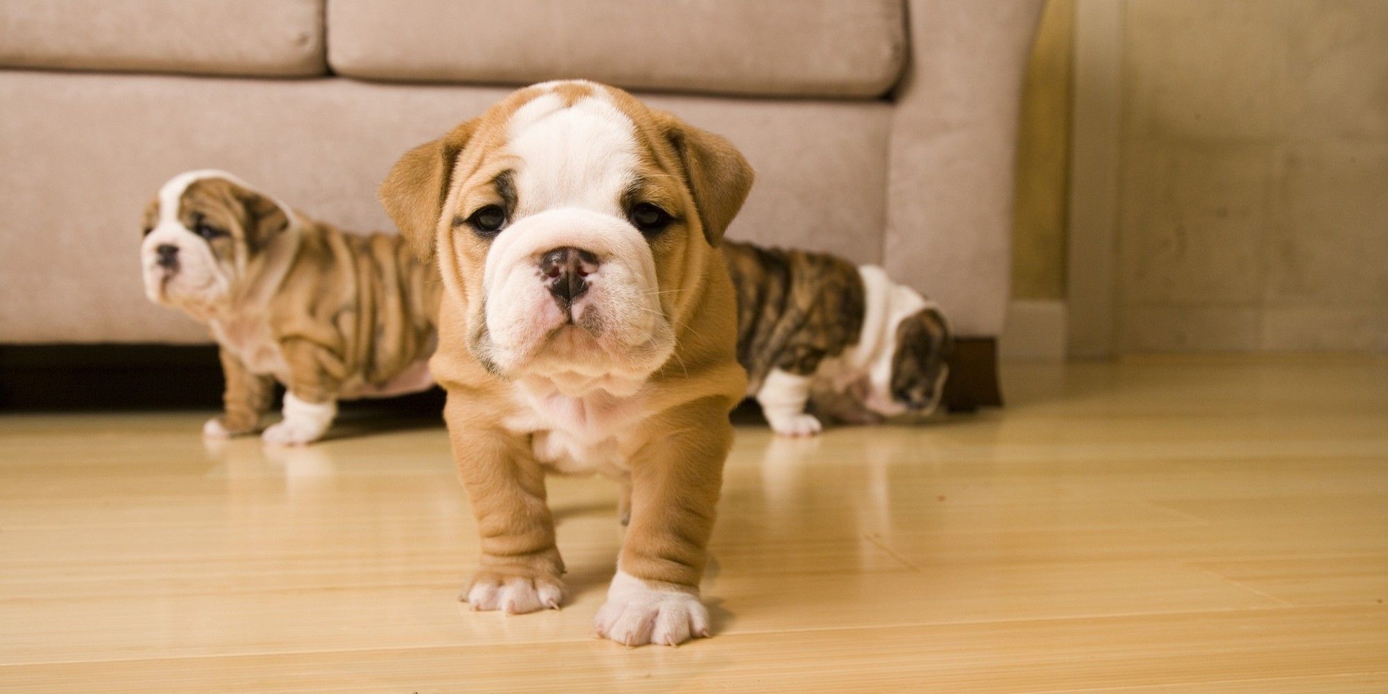 English Bulldog Puppy Barks For The First Time And Has Wallpaper
