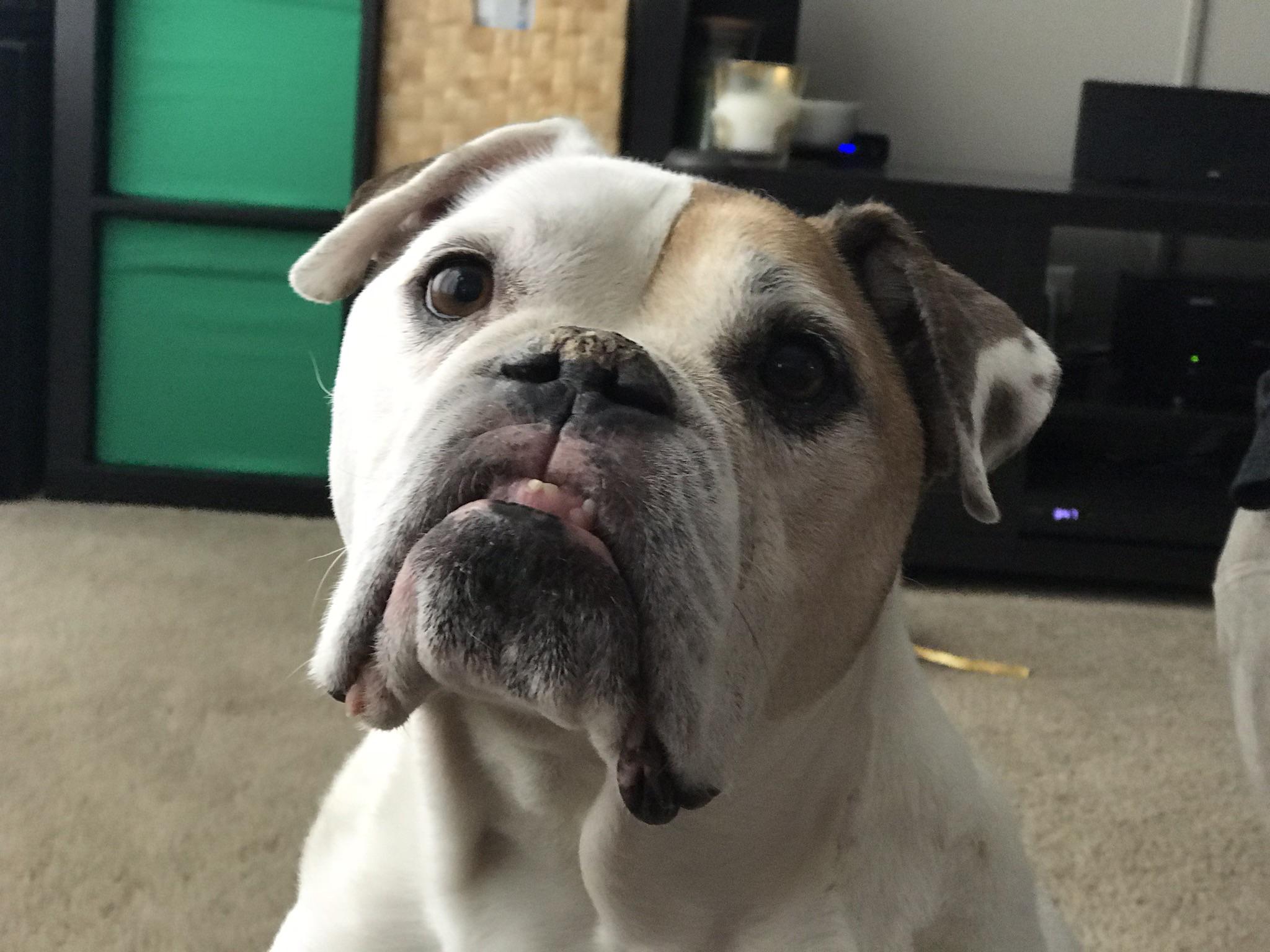 Lost my Victorian Bulldog 1 year ago today. He was the best dog