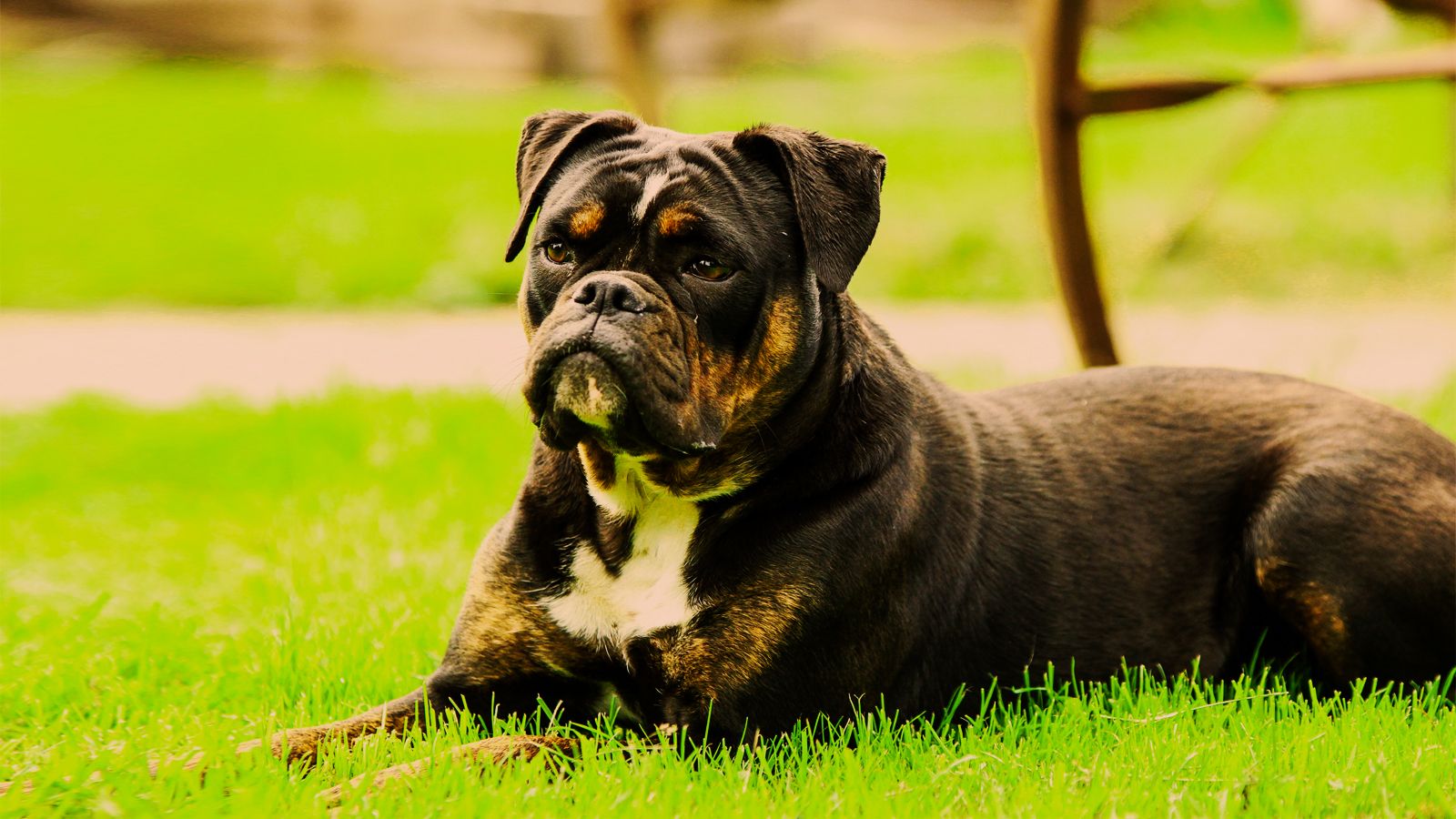 Bull Boxer Dog Breed, Characteristics, Picture