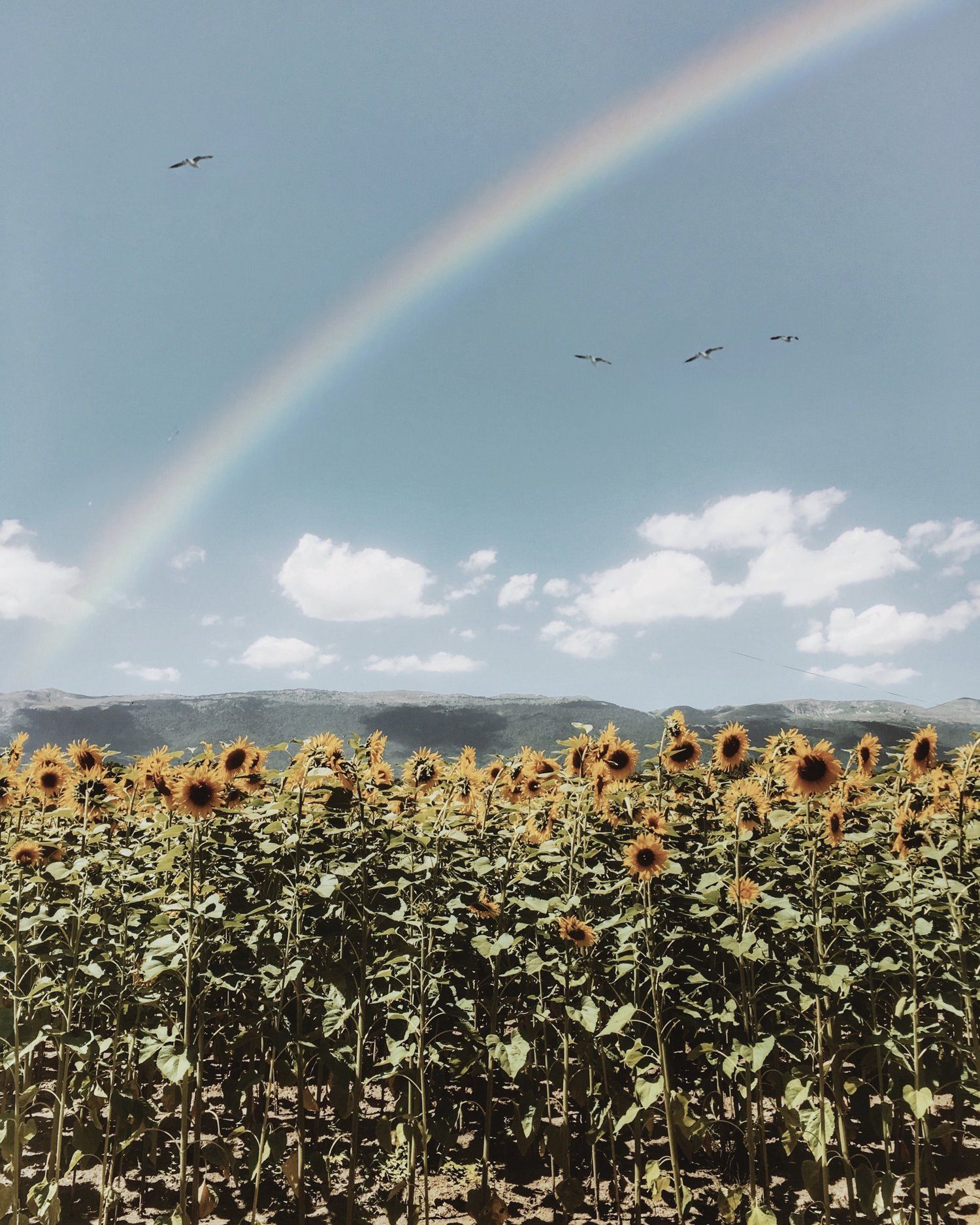 Sunflower Fields. Nature photography, Aesthetic