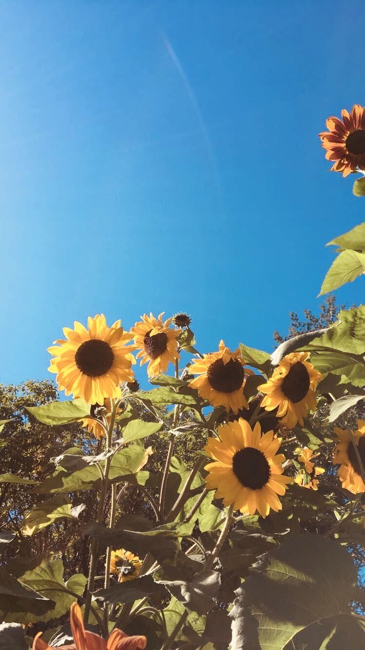 Aesthetic Sunflower Wallpaper iPhone, Download Wallpaper