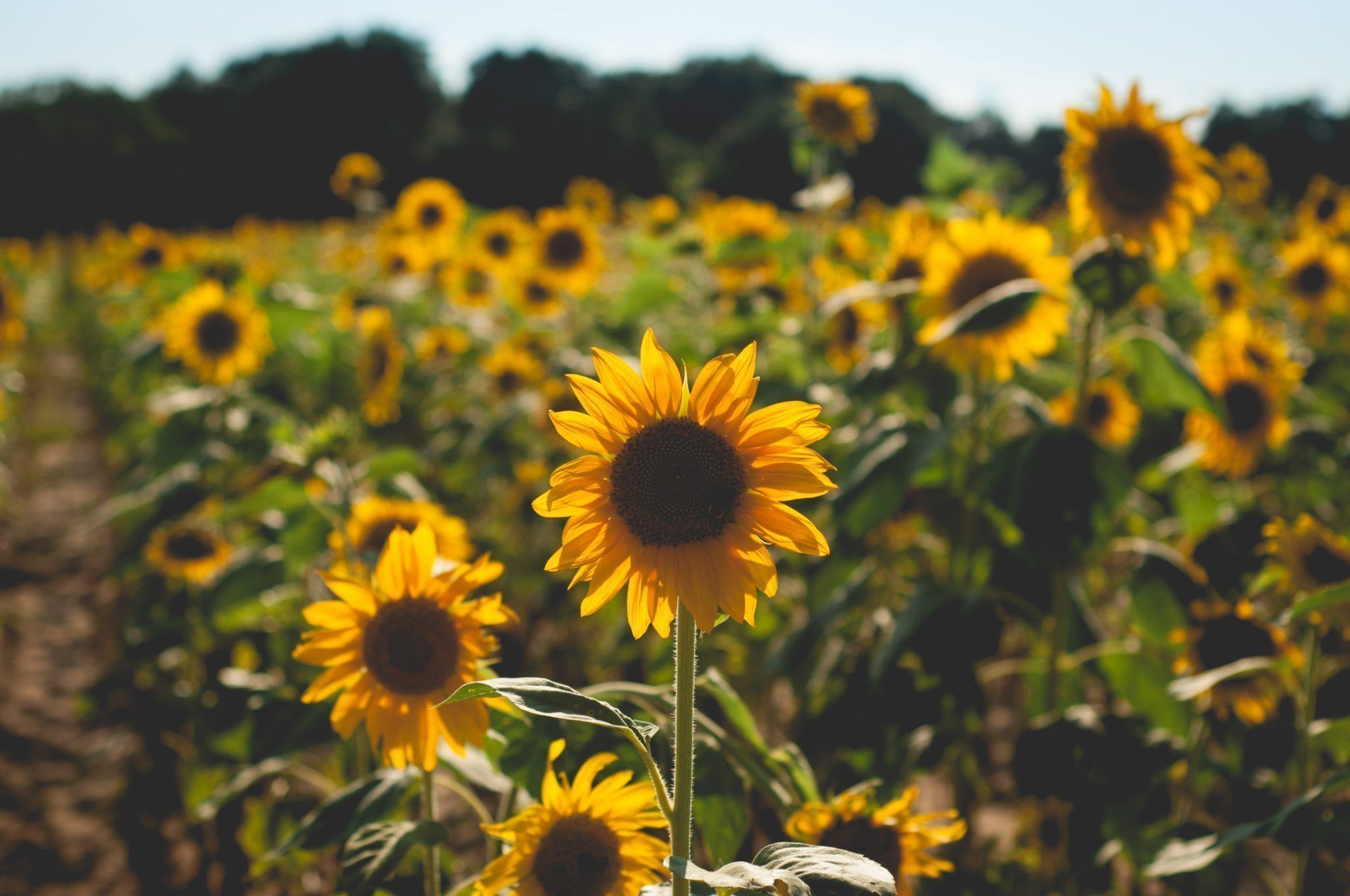 Free photo: Sunflower field, Rural, Wallpaper