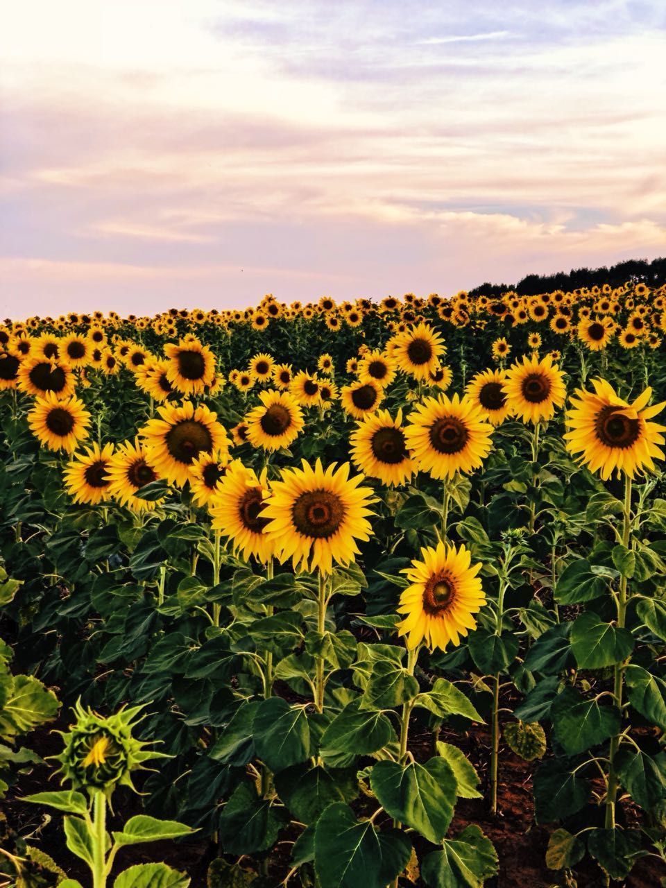Beautiful Sunflower Field wonder where this is? #summer