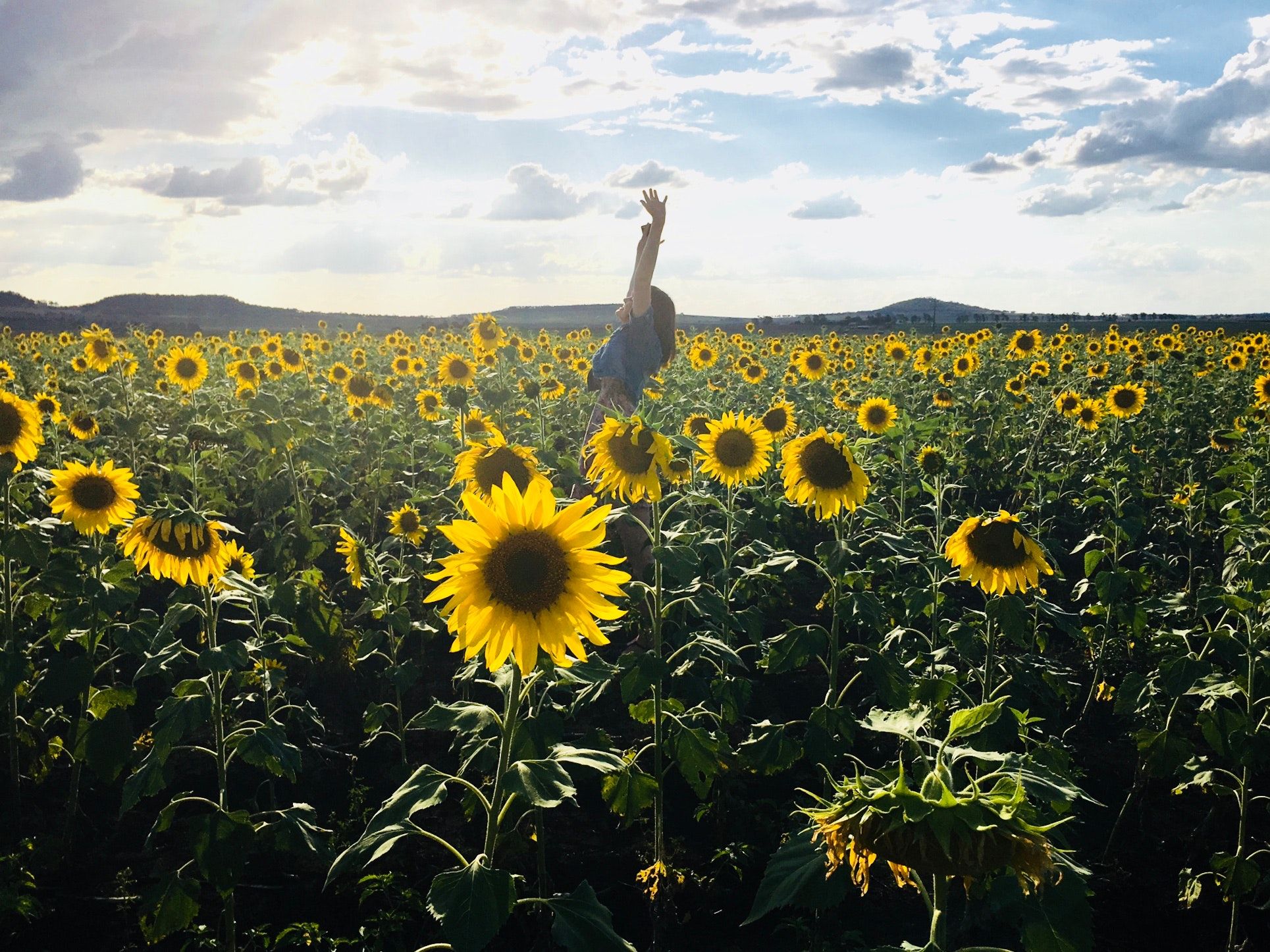 Person in Blue Shirt on Sunflower Field Photo Shot · Free