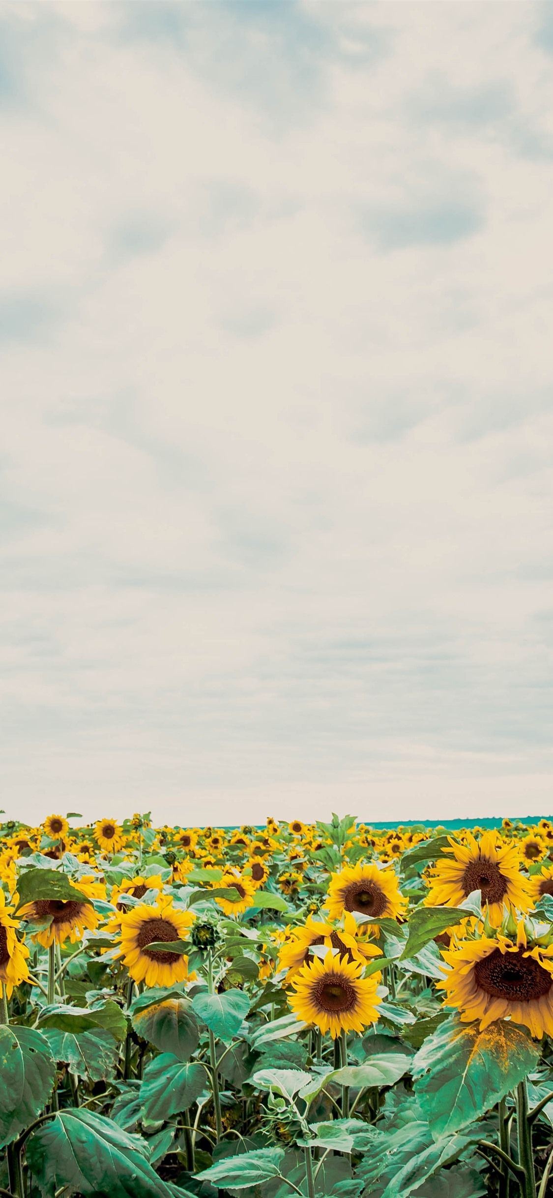iPhone X Wallpaper Sunflower Wallpaper