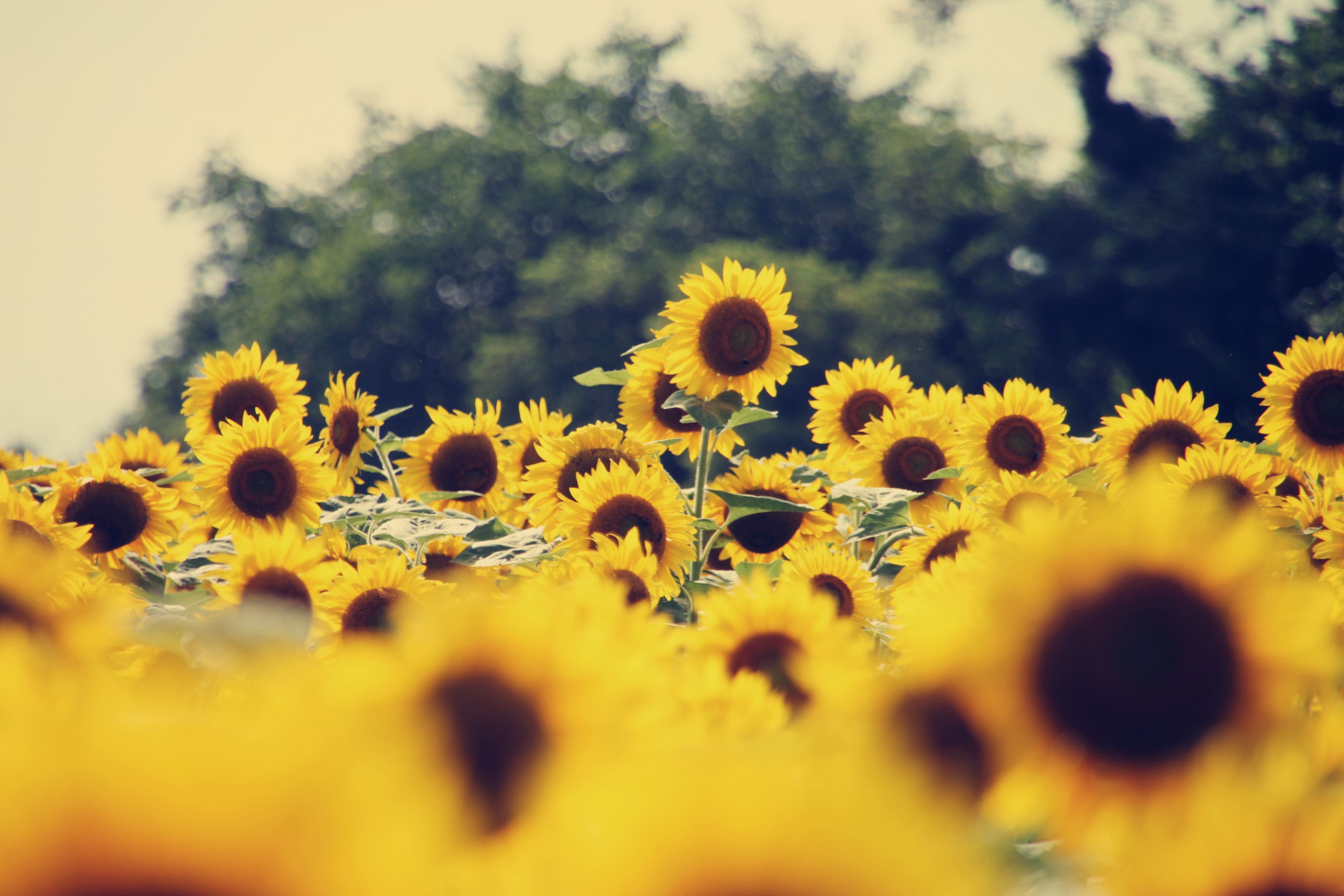 Desktop Aesthetic Sunflower Wallpapers - Wallpaper Cave