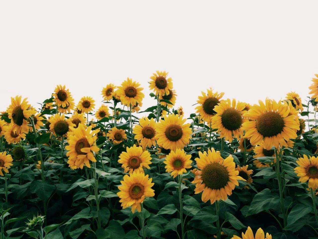 Aesthetic Sunflower Field Wallpapers Wallpaper Cave.