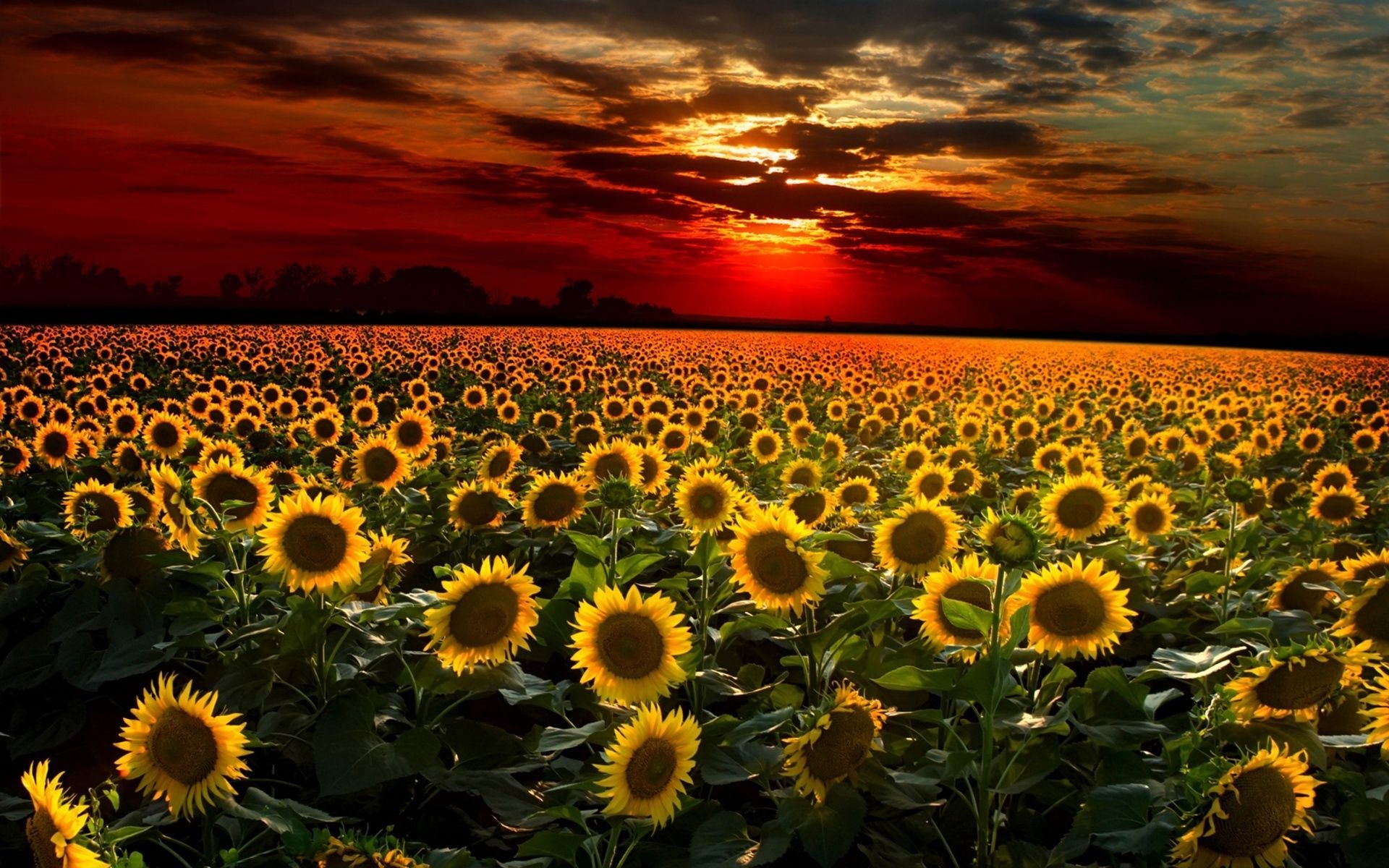 Aesthetic Sunflower Field Wallpapers - Wallpaper Cave
