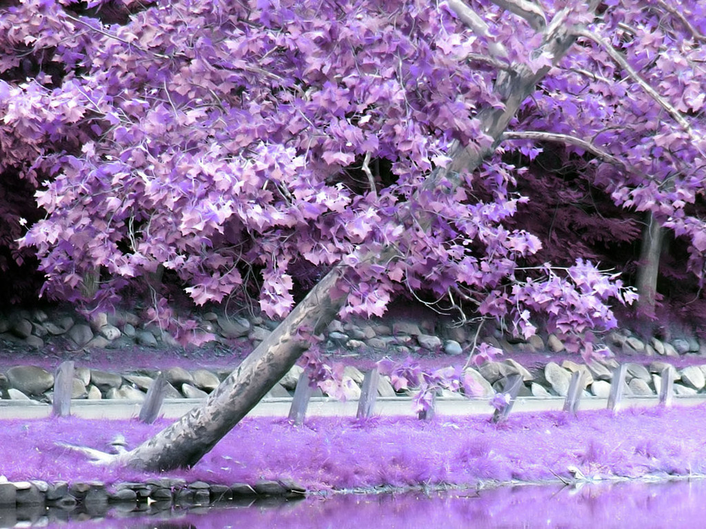 Purple tree