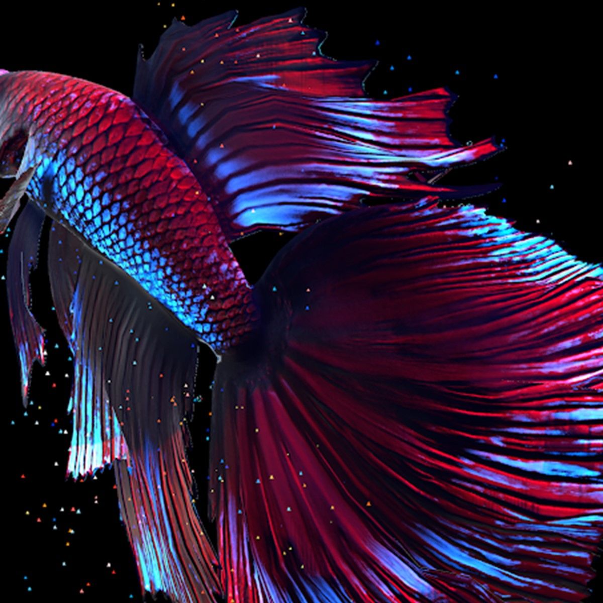 Betta Fish Live Wallpaper Alternatives and Similar Apps