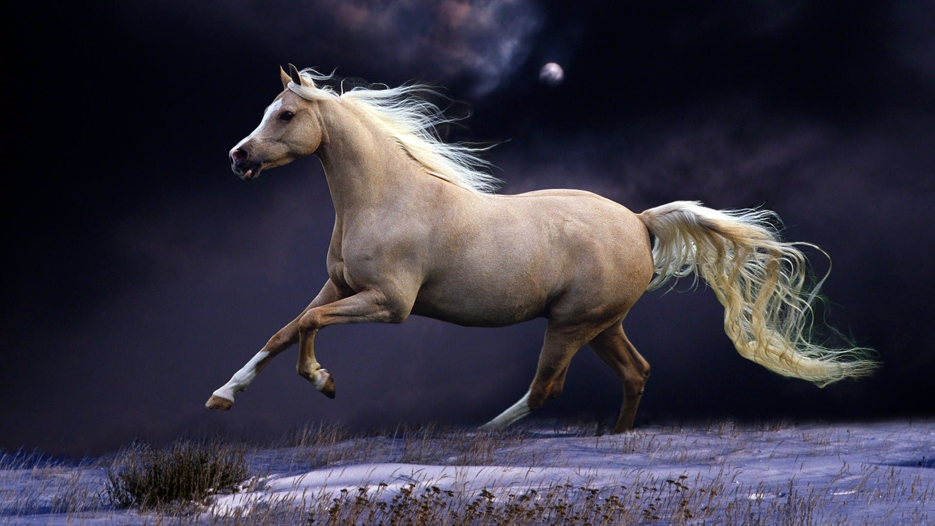 Wallpaper Horse