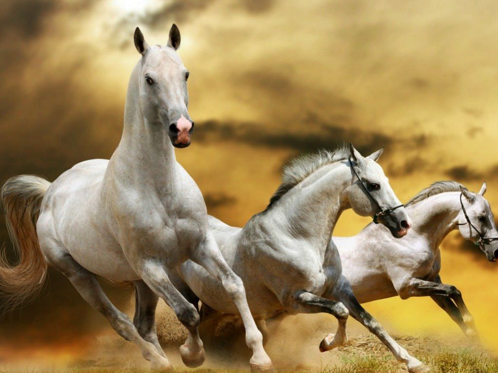 Free download Horse Desktop Background One HD Wallpaper Picture
