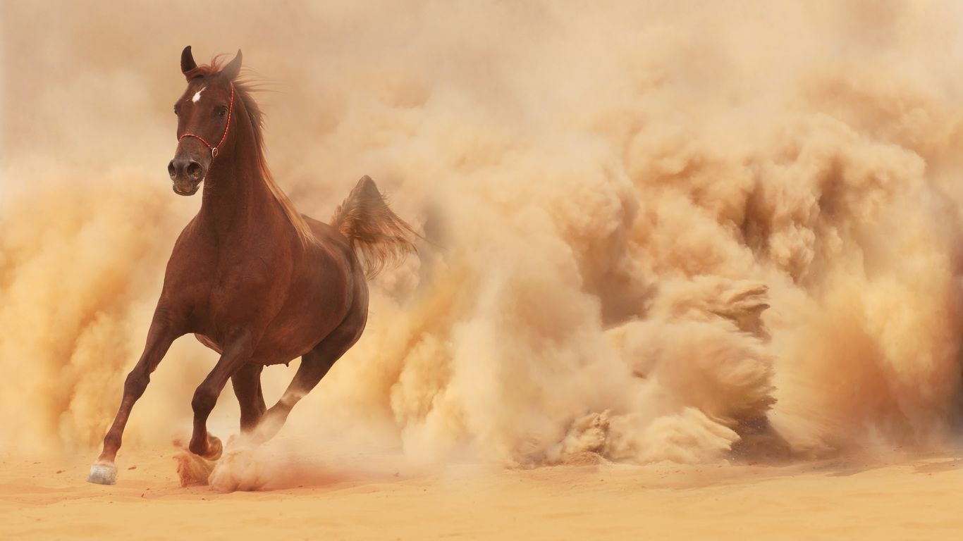sand, dust, runs, horse, running, horse desktop wallpaper