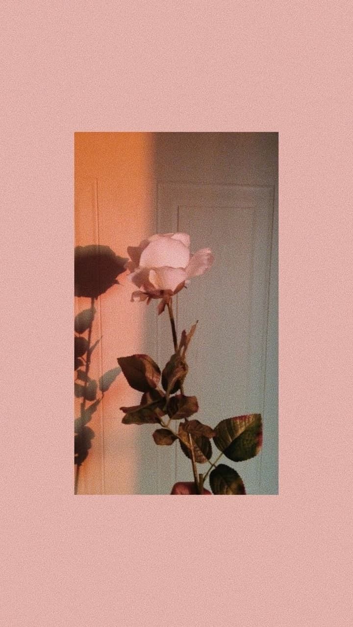 background #peach #aesthetic #flowers #collages #rose