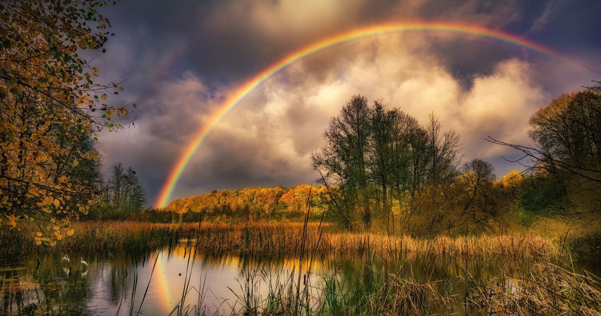 Rainbow, Swamp, Nature Wallpaper And Background