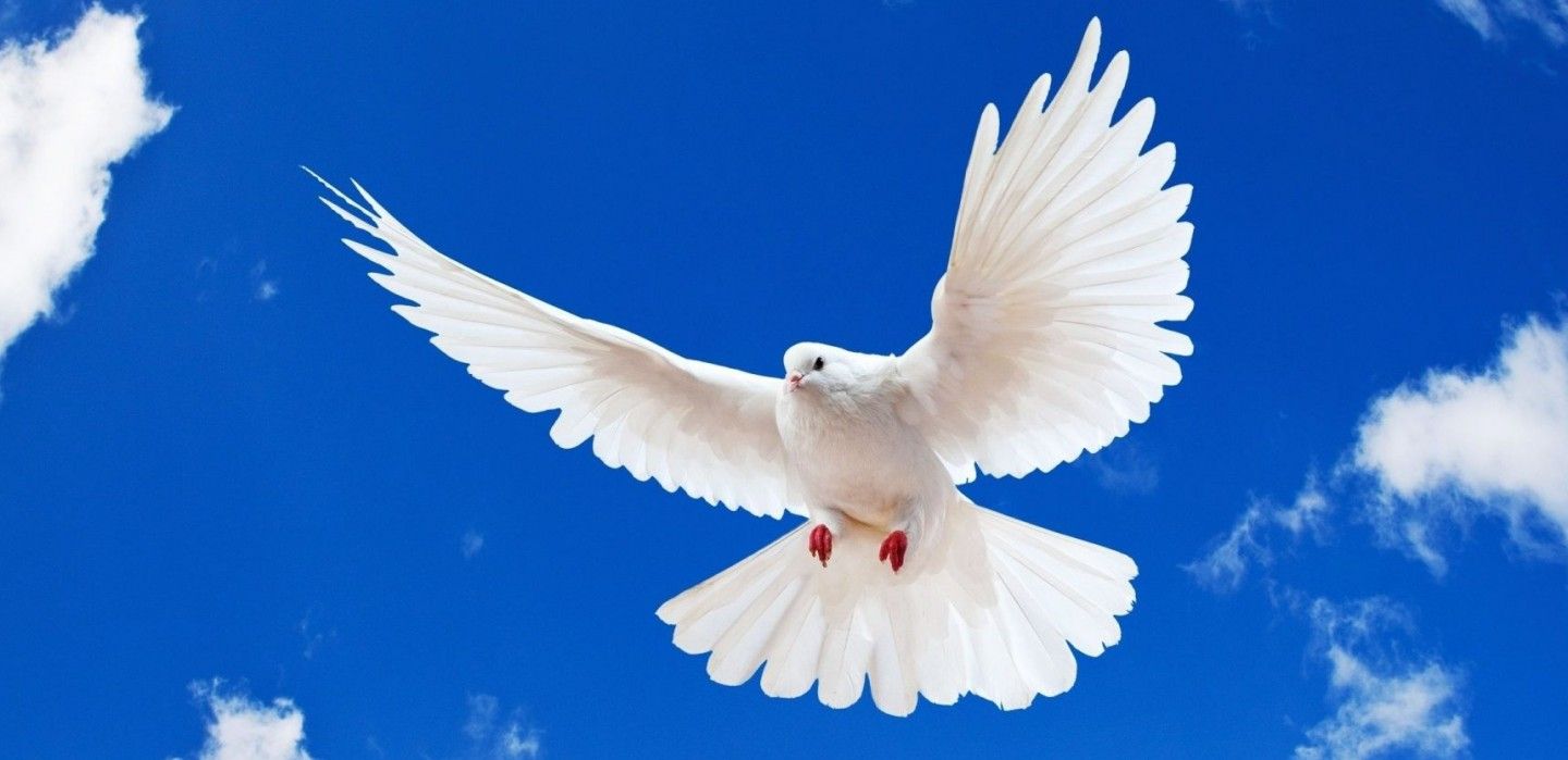 Cropped Blue Sky White Dove Flying New Desktop Wallpaper In Hd