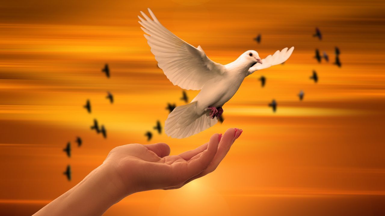 Wallpaper Dove, Hand, Peace, Sunrise, 5K, Animals