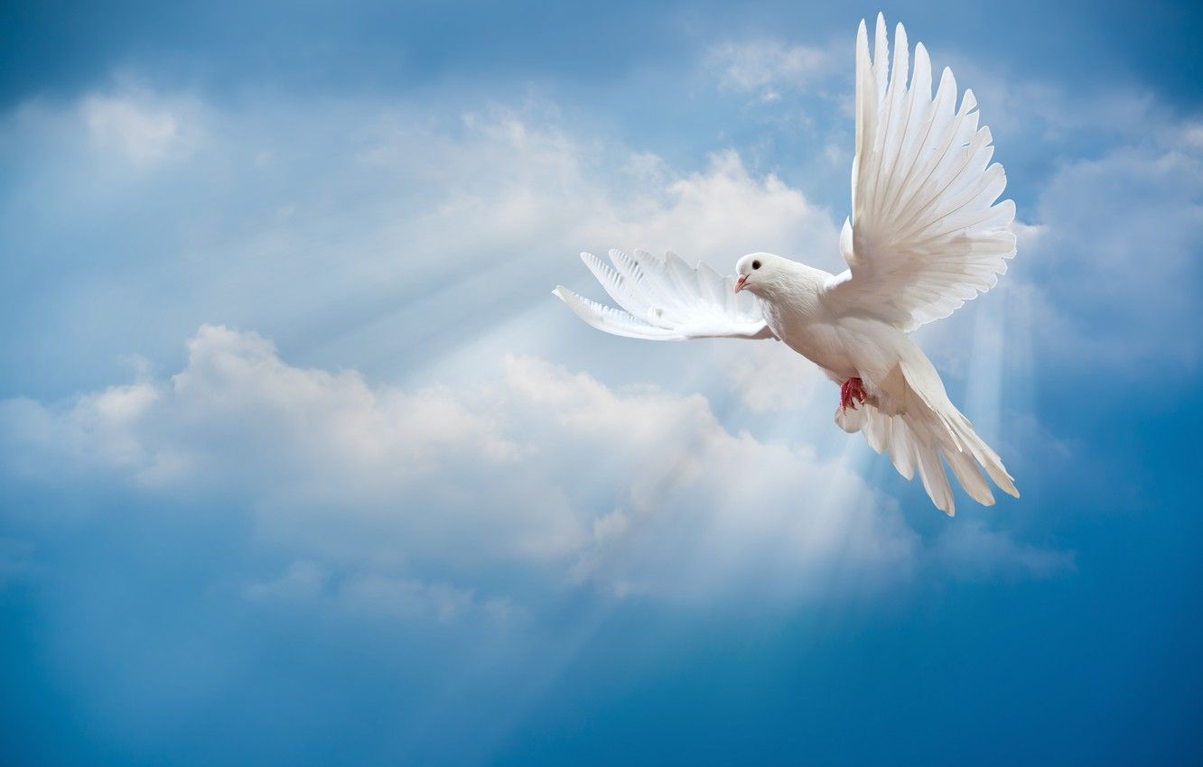 Wallpaper the sky, bird, the world, white, peace, the rays