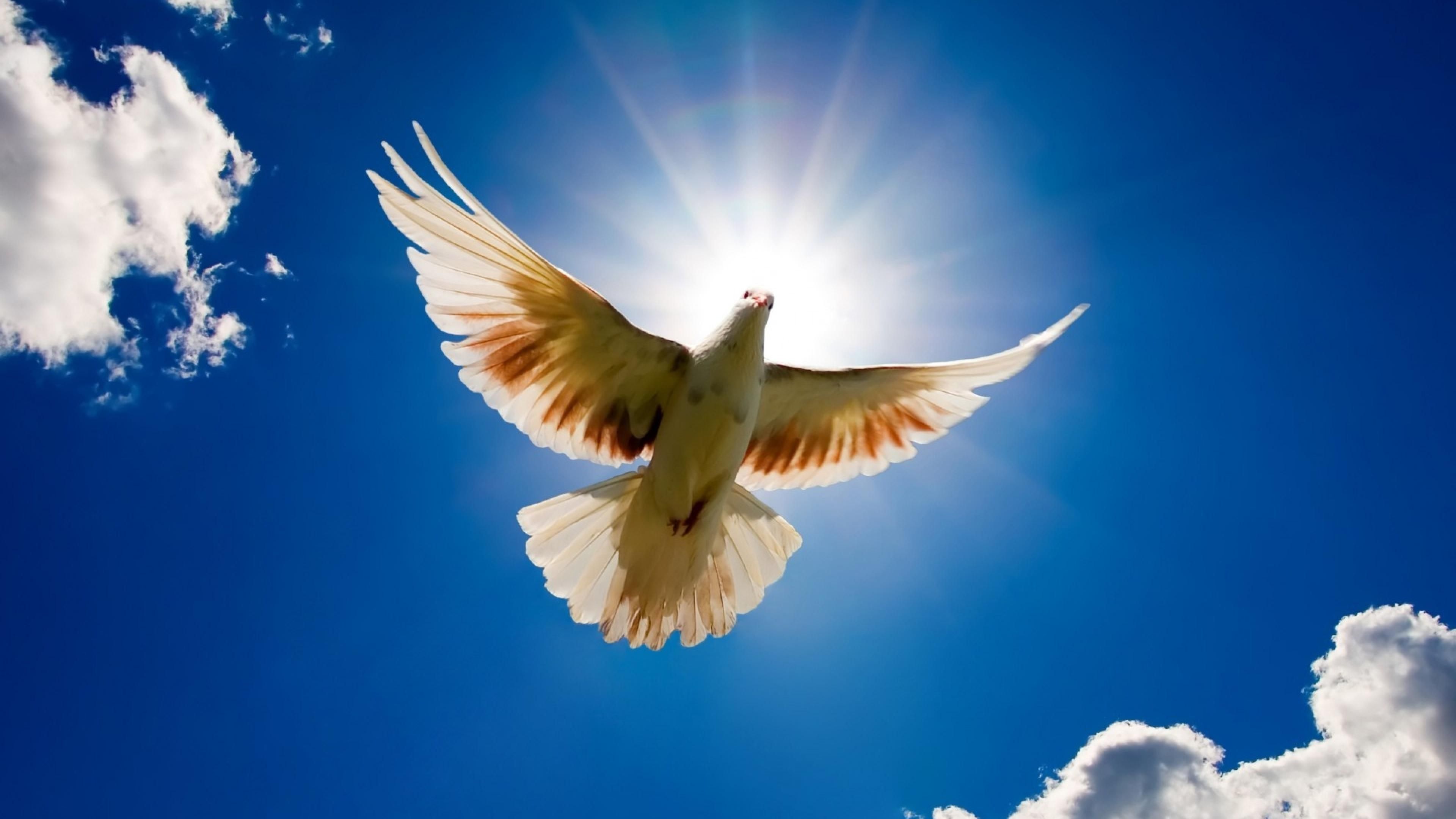 White Dove On Blue Sky Sun Rays Desktop Wallpaper HD Resolution