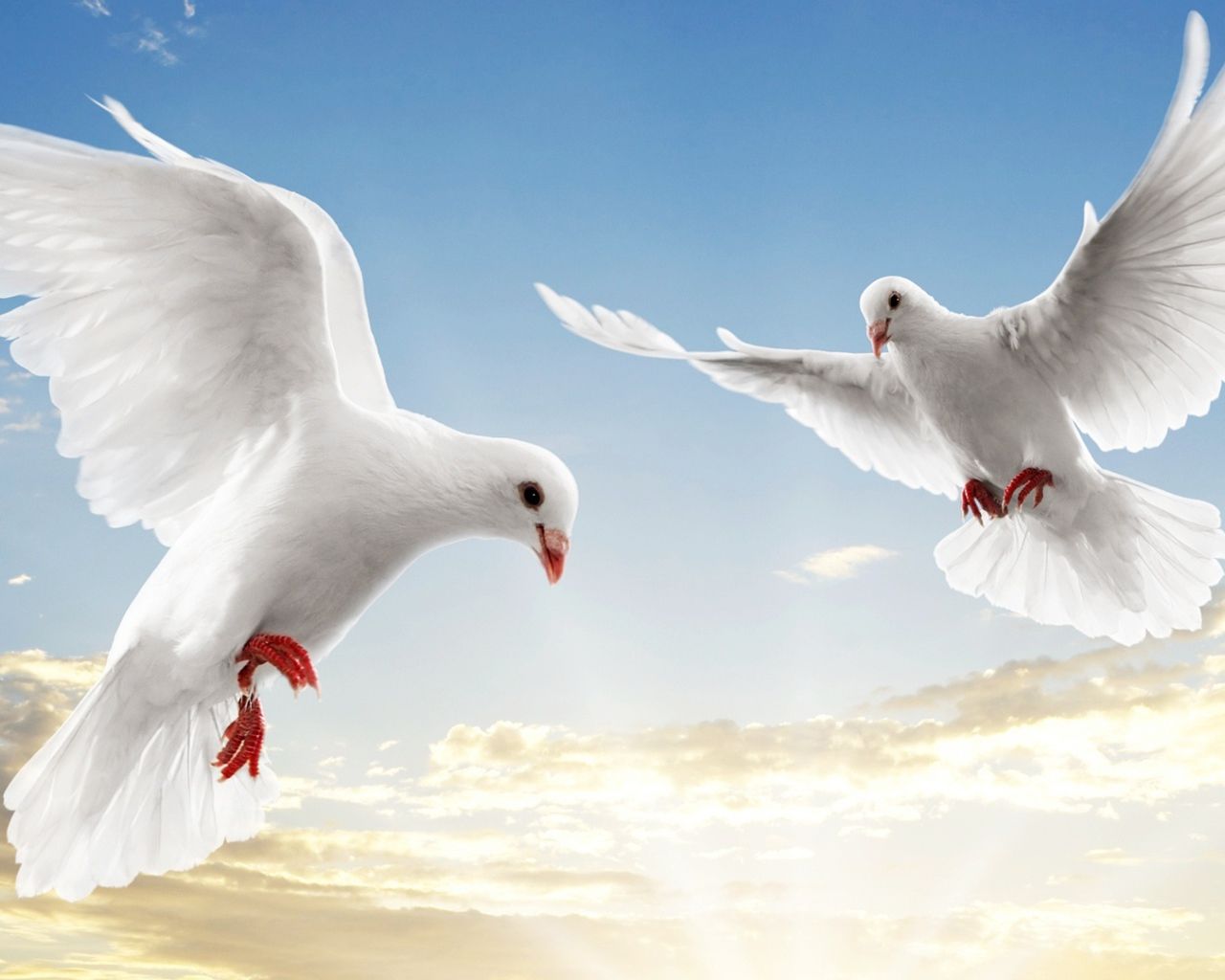 Dove pair Desktop wallpaper 1280x1024