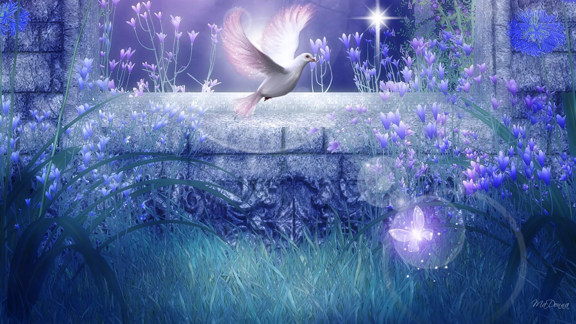 Peaceful Dove HD desktop wallpaper, Widescreen, High Definition
