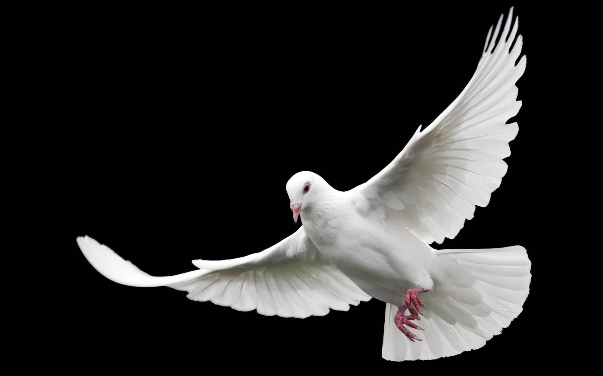 White dove of peace Desktop wallpaper 1920x1200