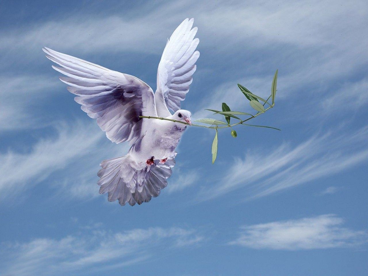 White Dove With An Olive Branch, symbol Of Peace HD Wallpaper