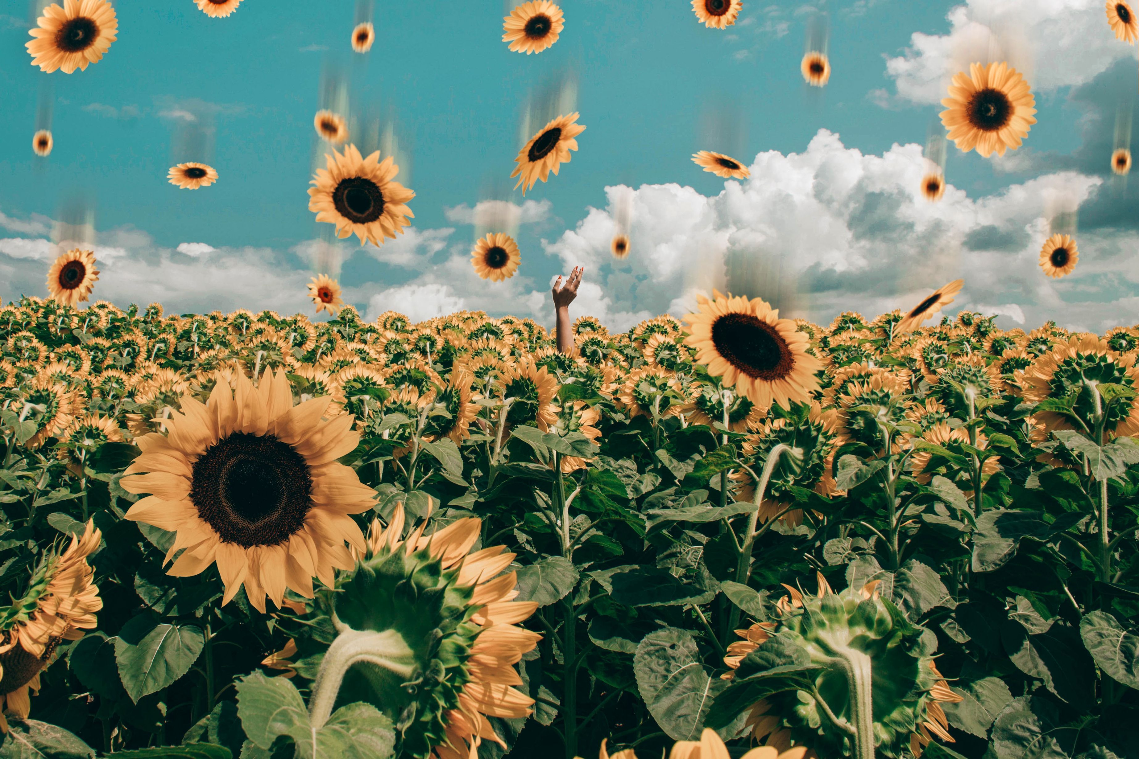 Aesthetic Sunflower Horizontal Wallpapers - Wallpaper Cave