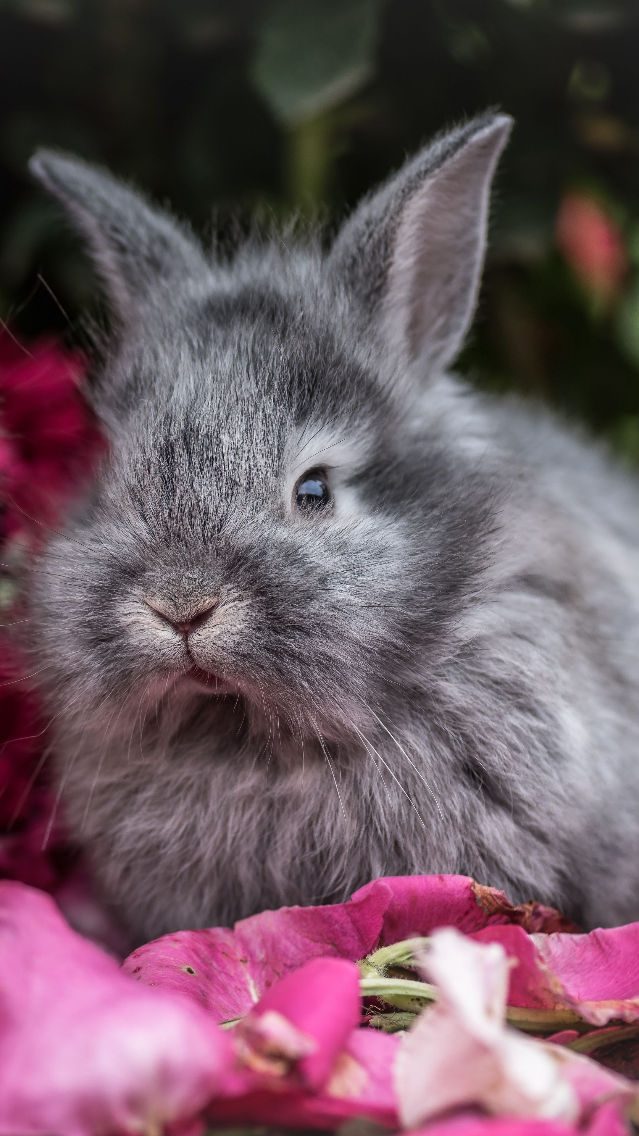 Animals rabbit, rabbits, fluffy #android #wallpaper k #hd. Animals, Rabbit, Rabbit wallpaper