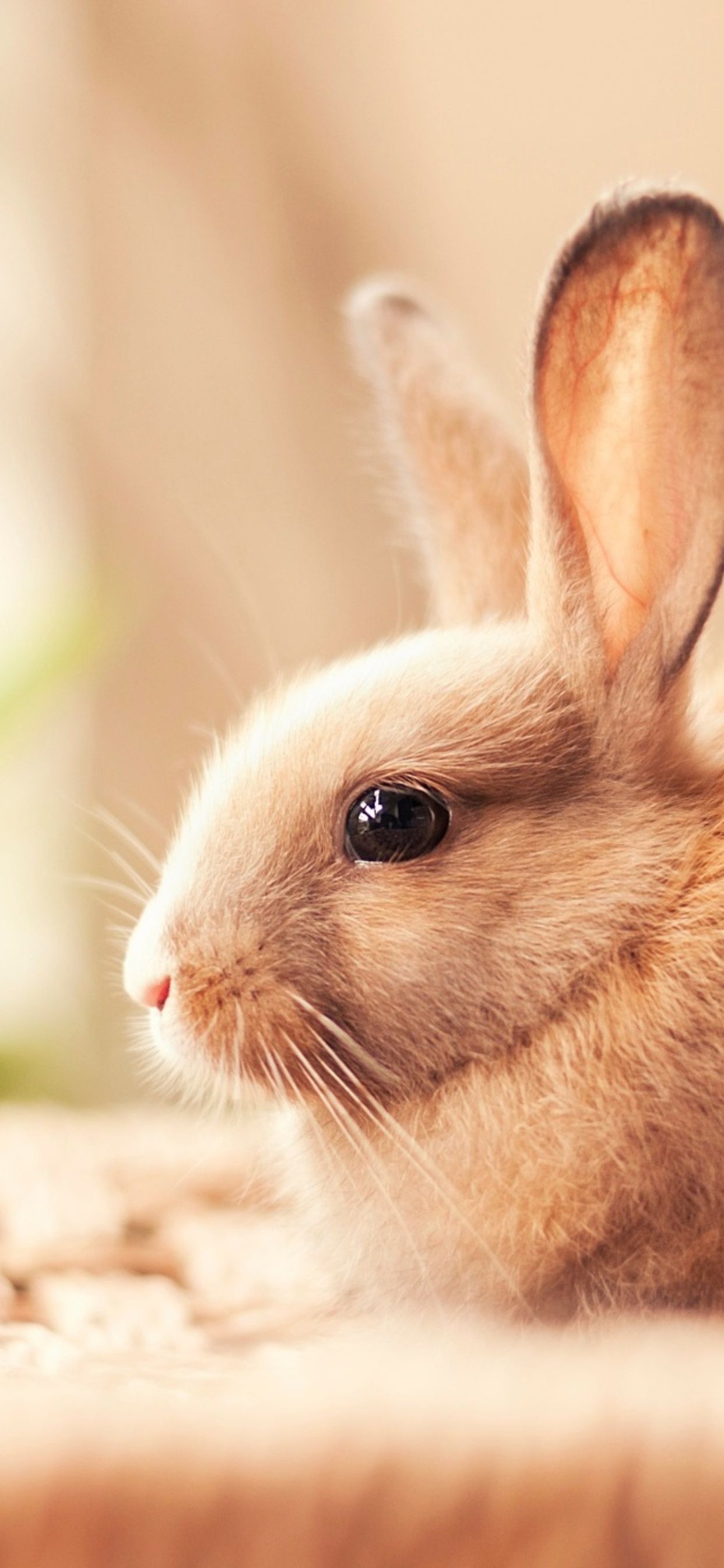 Rabbit Android Wallpapers - Wallpaper Cave